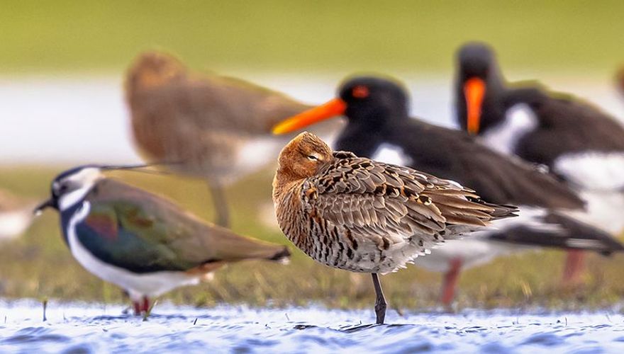 Weidevogels / Shutterstock