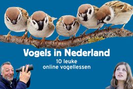 Vogels in Nederland 