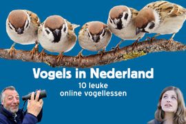 Vogels in Nederland 