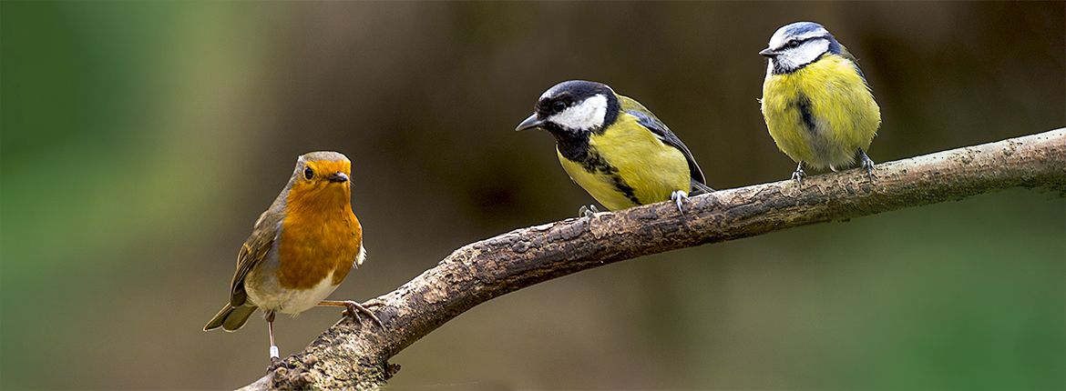 Roodborst, koolmees, pimpelmees / Shutterstock