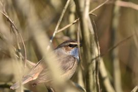 verscholen maar gevonden
