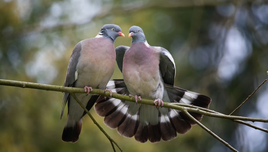 Duiven in de haters en liefhebbers | Vogelbescherming