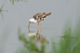 Een getolereerde vreemdganger