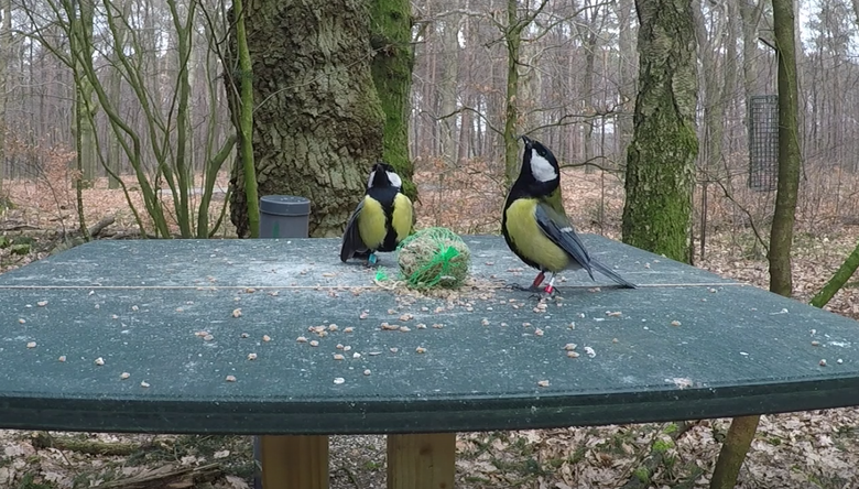 Uitstapje de voedertafel | Vogelbescherming