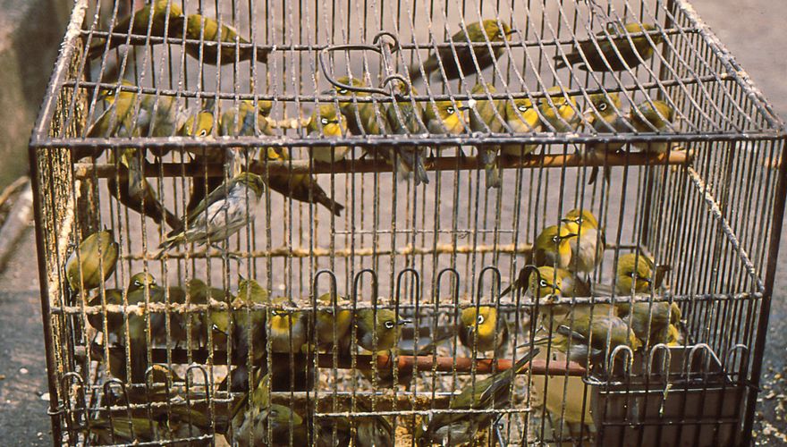 Brilvogels op de vogelmarkt Azië