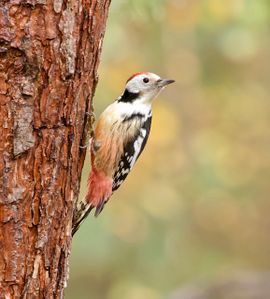 Middelste Bonte Specht