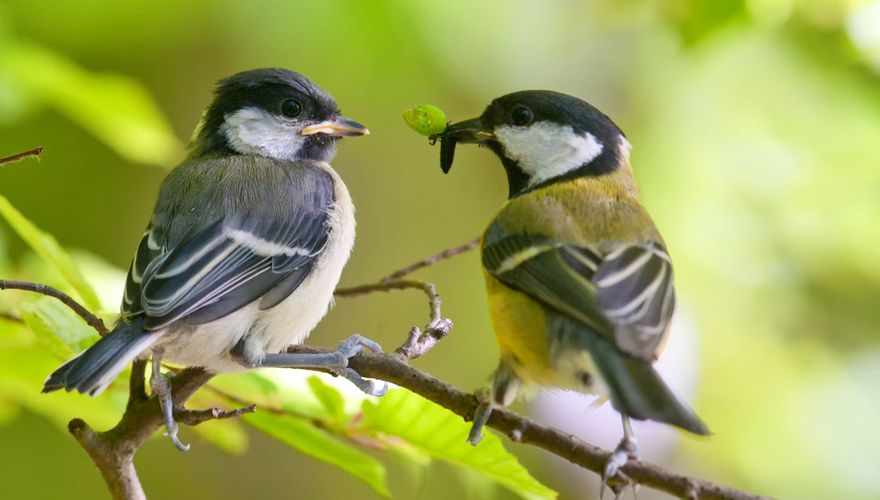 redactioneel Streven Rekwisieten Even voorstellen: koolmees | Vogelbescherming