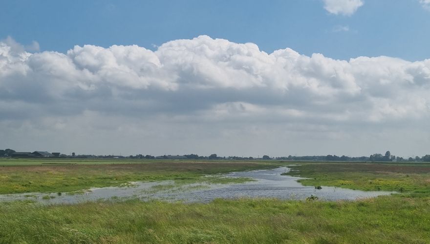 Plasdras in De Ruiten / Gerrit Gerritsen