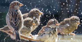 Huismus bad / Shutterstock