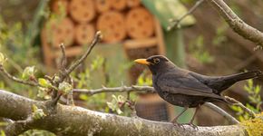 Merel insectenhotel / shutterstock