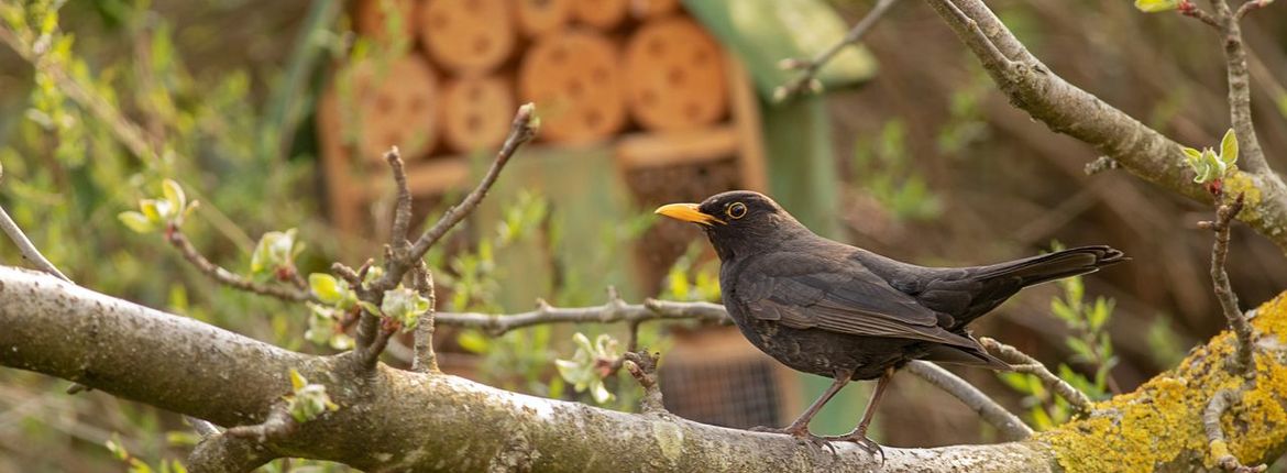 Merel insectenhotel / shutterstock