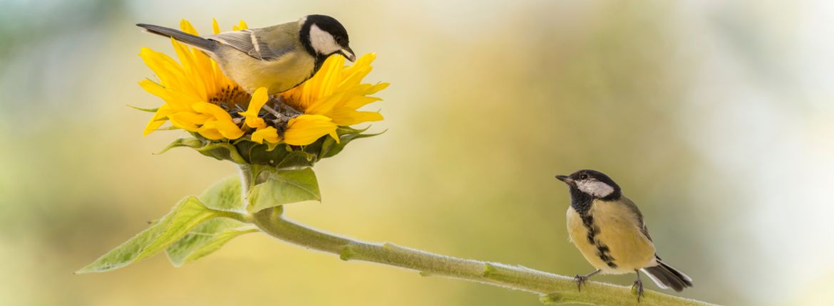 zaterdag native deadline Ons koolmezenkoppel | Vogelbescherming