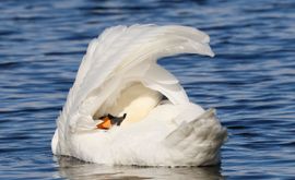 De elegante schoonmaak