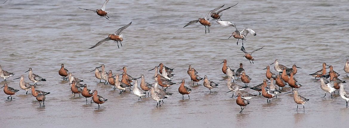 Rosse grutto - dwaalfilm Wadden