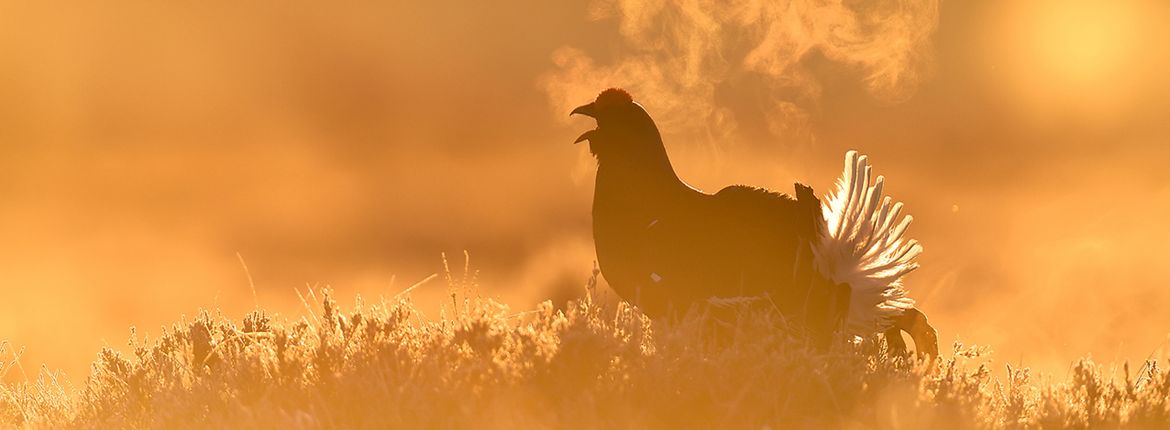 Korhoen / Shutterstock