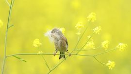 Common Linnet