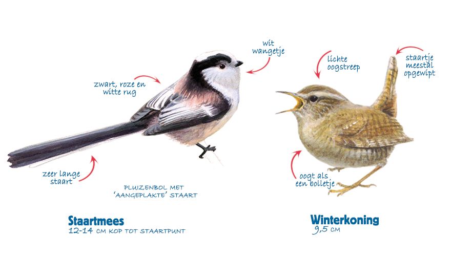 Infographic staartmees - winterkoning