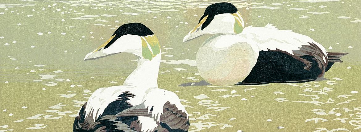 Eiders / Erik van Ommen