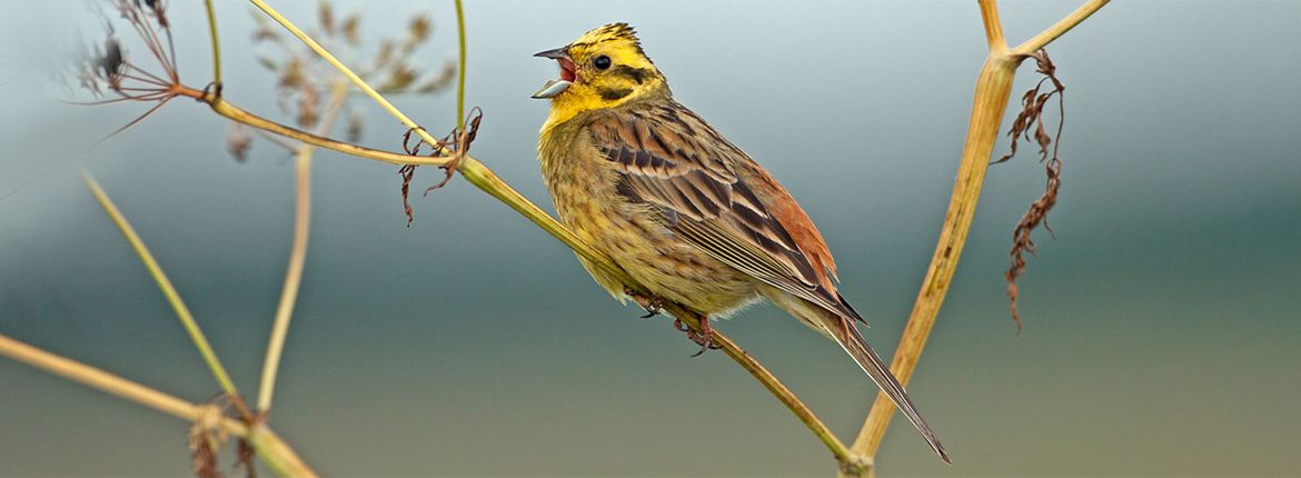 Geelgors / Birdphoto