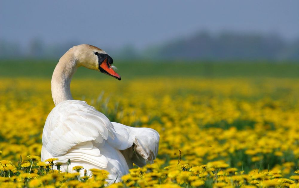 Knobbelzwaan | Vogelbescherming