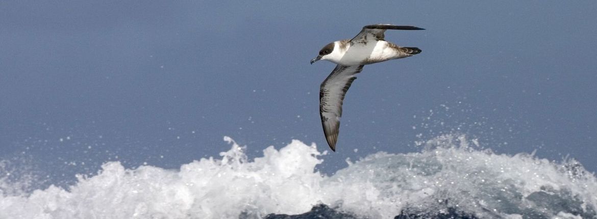 Grote pijlstormvogel / Marc Guyt