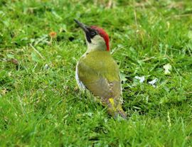 Groene specht in het groene Polderlandschap