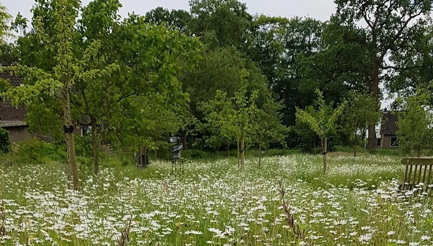 Bloemrijke hoogstamboomgaard in Drenthe