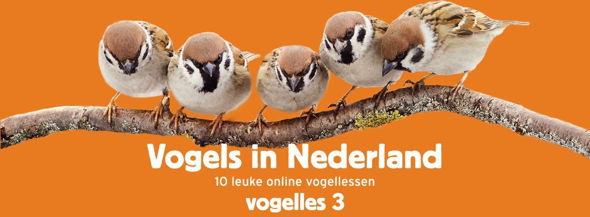 Header Vogels in Nederland