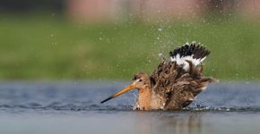 Grutto / Buiten-Beeld - Mark Schuurman