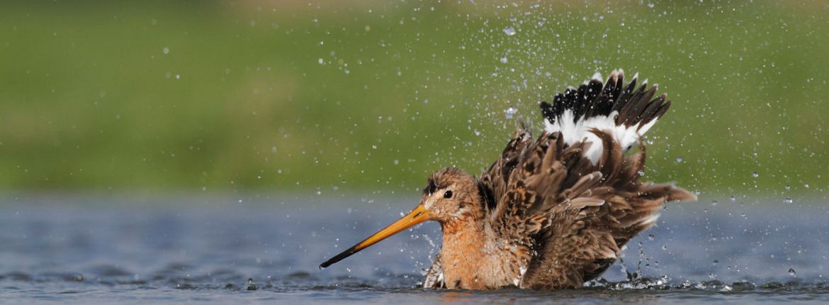 Grutto / Buiten-Beeld - Mark Schuurman