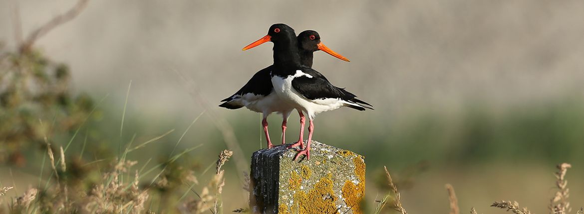 Scholekster / Anco Euser Fotogalerij