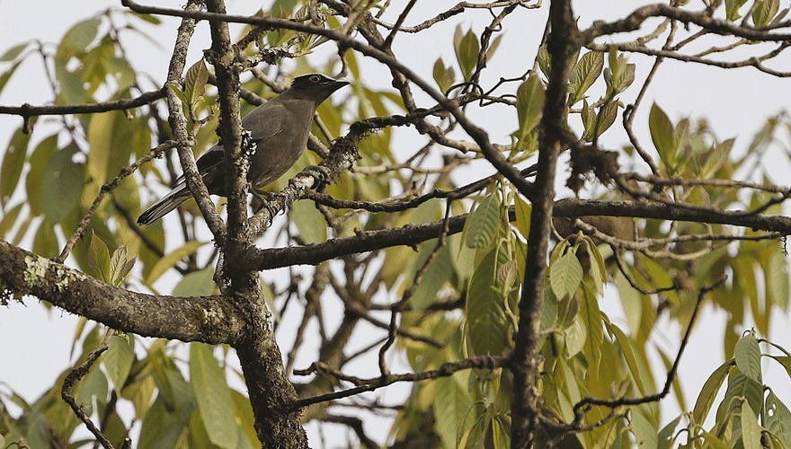 Purple cochoa / James Eaton, AGAMI