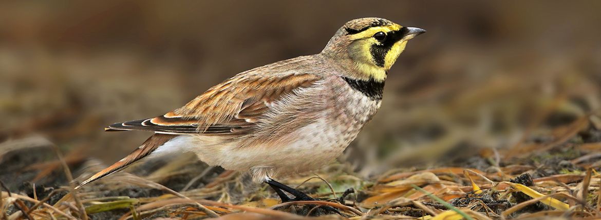 Strandleeuwerik / Ruwan Aluvihare