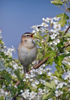 Rietzanger en insect tussen witte bloesem