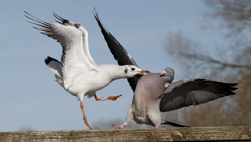 Houtduif en kokmeeuw / Shutterstock