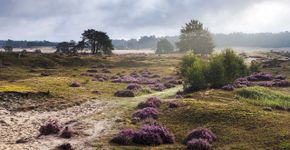 Veluwe / Shutterstock