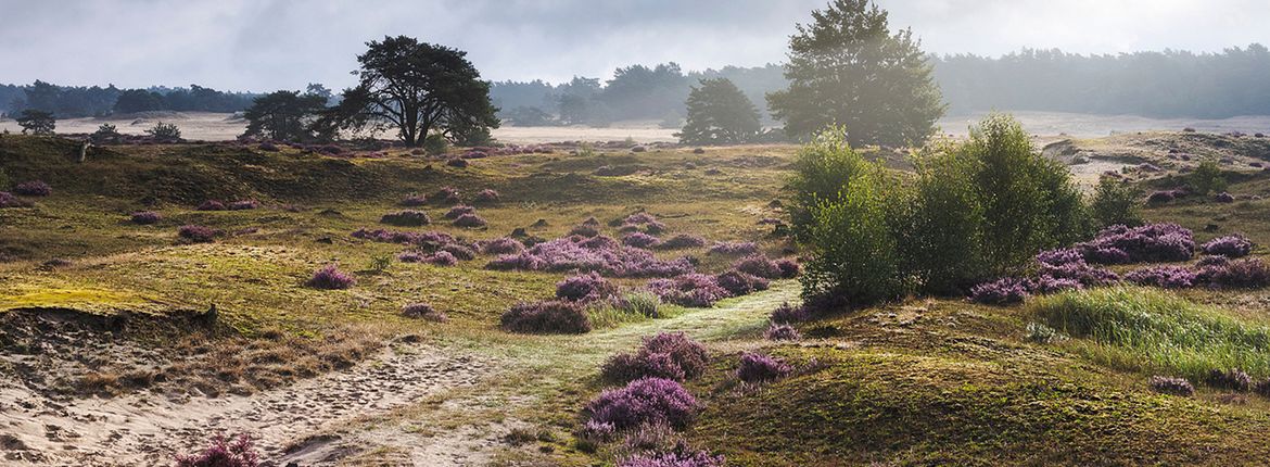 Veluwe / Shutterstock