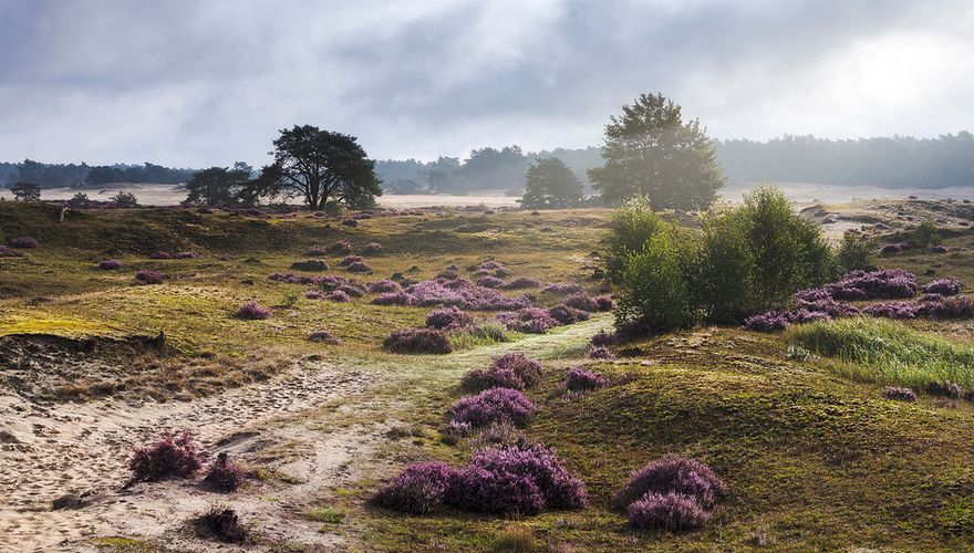 Veluwe / Shutterstock