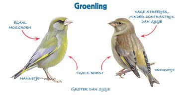 Infographic groenling