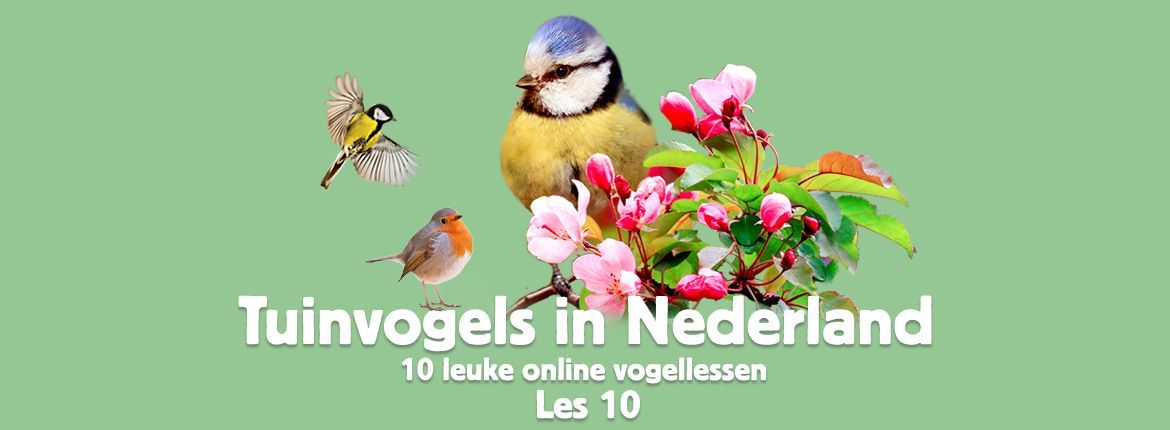 Header Tuinvogels in Nederland