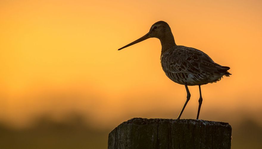 Grutto / Shutterstock