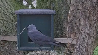 Een bos hout voor de deur Vogelbescherming