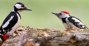 Grote bonte specht en middelste bonte specht / Shutterstock