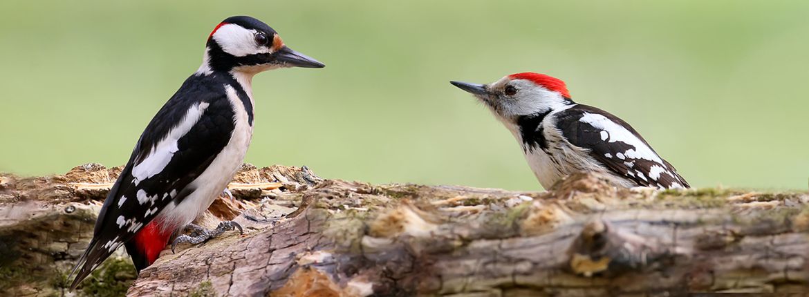 Grote bonte specht en middelste bonte specht / Shutterstock