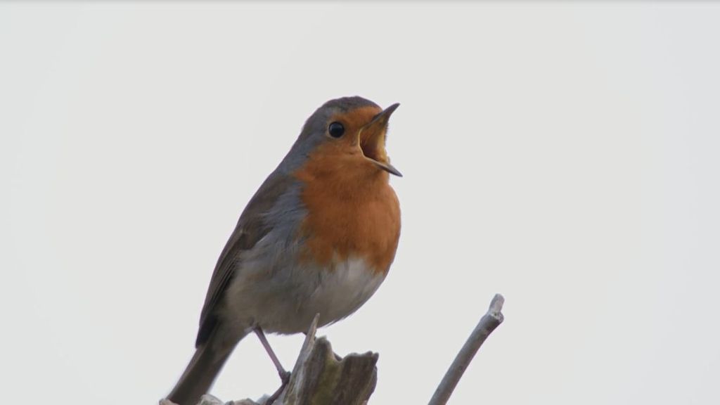 Roodborst | Vogelbescherming