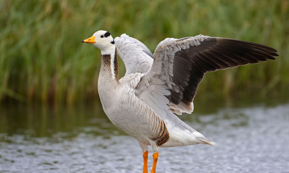 Indische gans / Agami