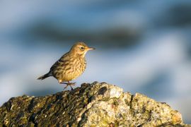 Oeverpieper zet z’n beste beentje voor