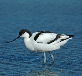 Kluut / Roy de Haas, AGAMI