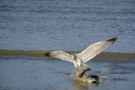 Zilvermeeuw aan het strand 