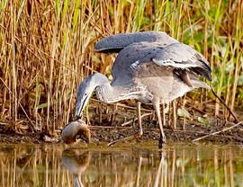 Blauwe reiger met rat / Kees van der Klauw